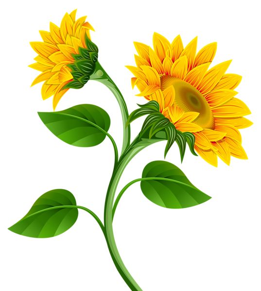 sunflower clip art free download - photo #28