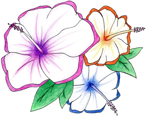 Hawaiian Flower Drawing - ClipArt Best