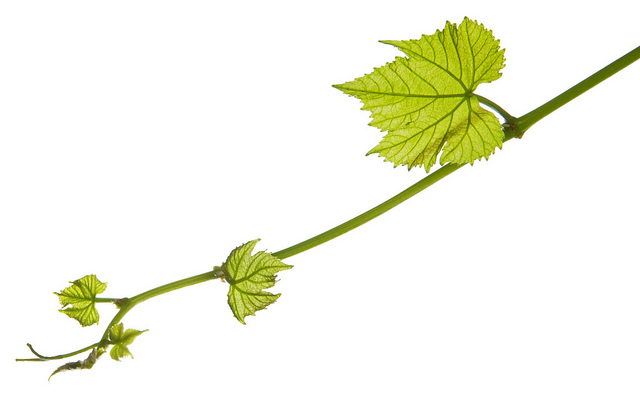 Grape Leaf Clipart