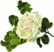 Free large-white-rose Clipart - Free Clipart Graphics, Images and ...