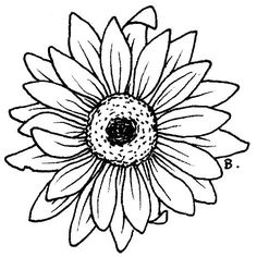 Dahlias, Drawings and Line drawings