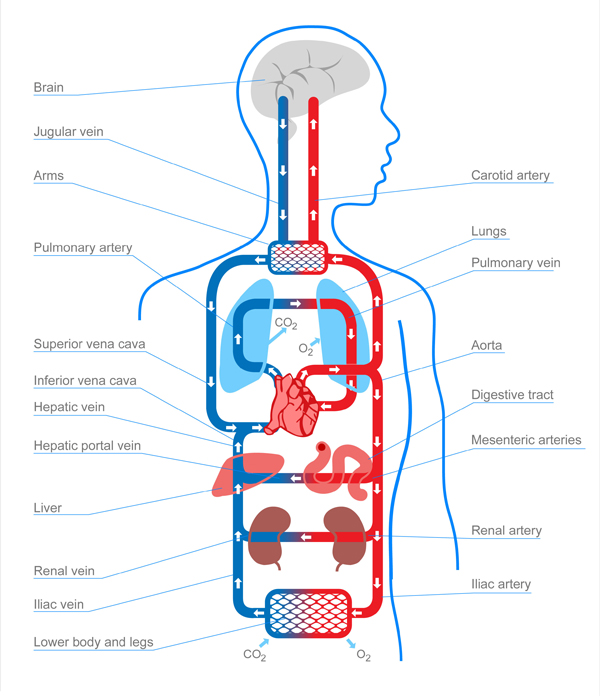 Body Organ Map - ClipArt Best