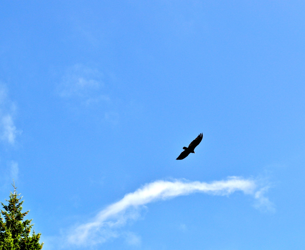 soaring eagle clip art free - photo #40