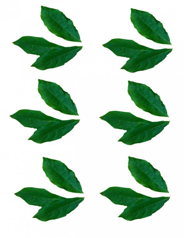 Jungle Leaf Template