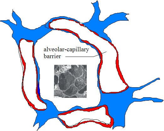 Cross-section of alveoli; Schematic cross-section of alveoli ...