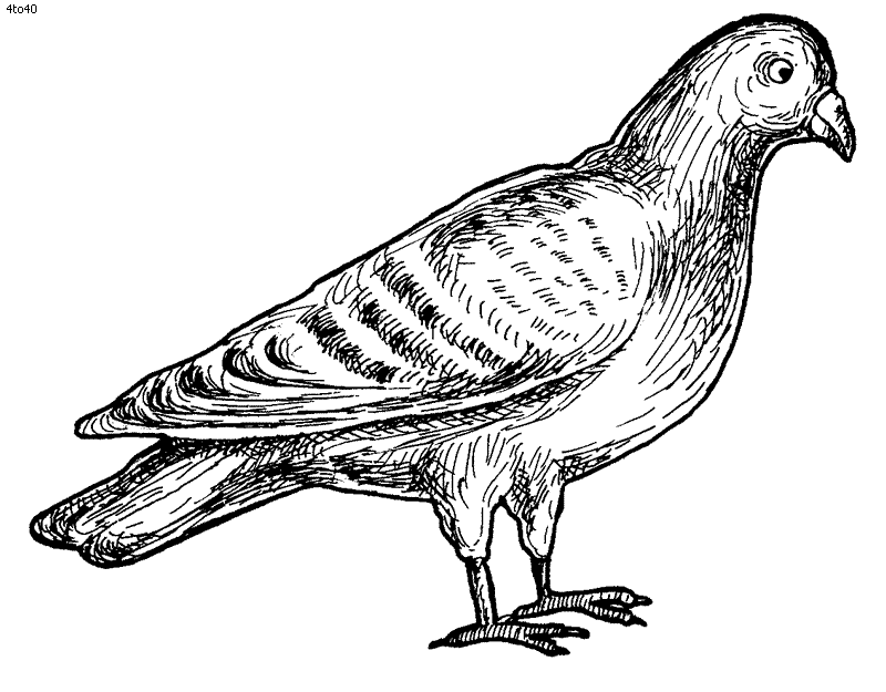 Outline Drawings Of Birds