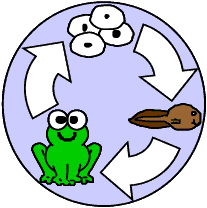432 views Frog Life Cycle Craft