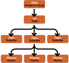 Examples of Family Tree's
