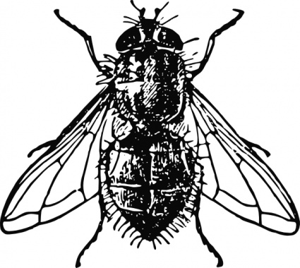 Peterm Housefly clip art - Download free Other vectors