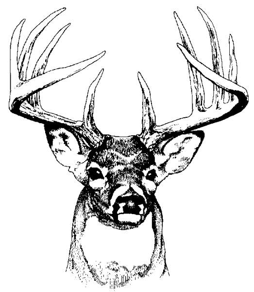 Deer Head Clip Art | Jos Gandos Coloring Pages For Kids