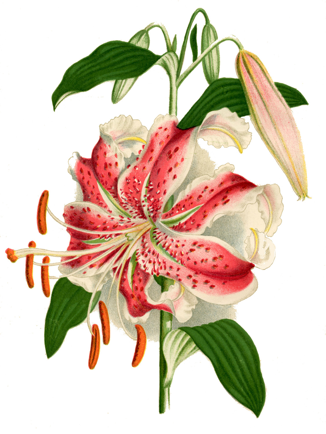 botanical-clip-art-clipart-best