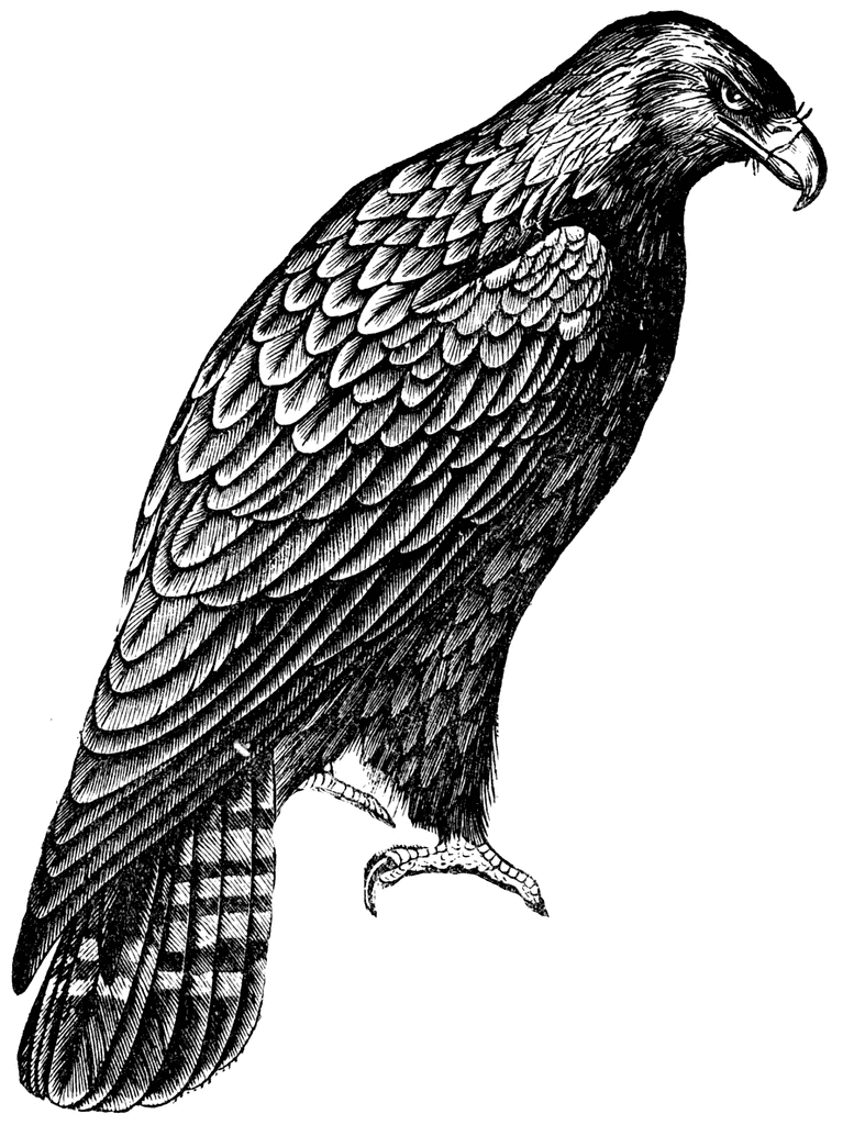 soaring eagle clip art free - photo #37