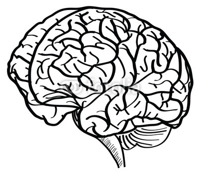 Human Brain Vector Outline Sketched Up. by ohmega1982, Royalty ...