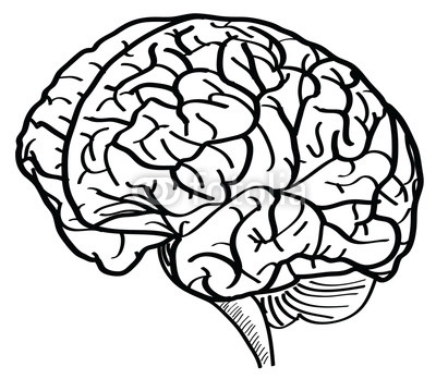 Brain Cartoon Sketch - ClipArt Best