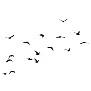 the birds. - Polyvore