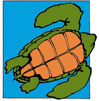 Pictures Of Turtle Shells - ClipArt Best