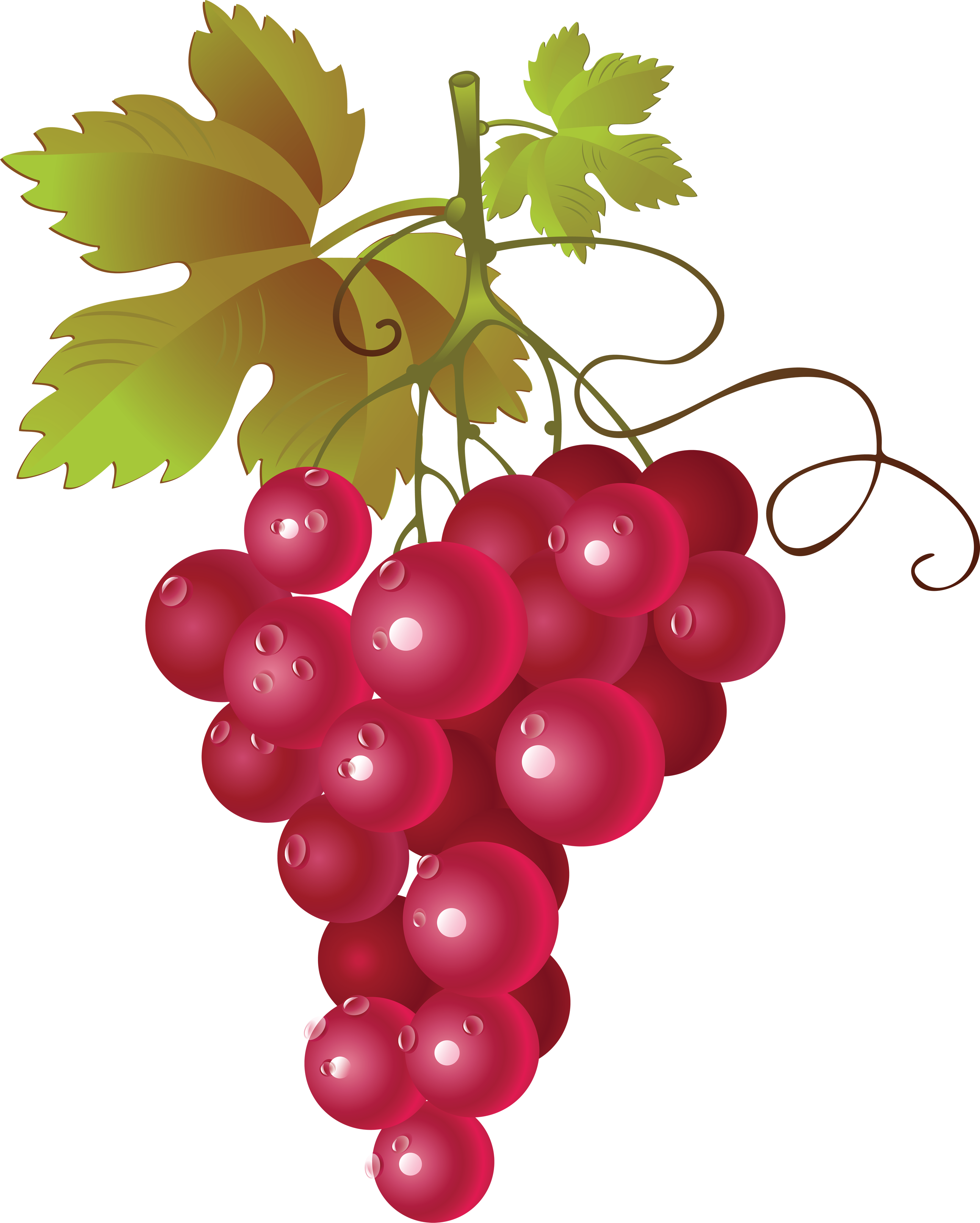 Pictures Of Red Grapes | Free Download Clip Art | Free Clip Art ...