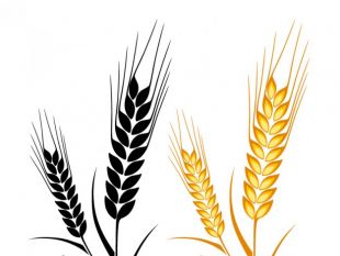 Ear of Wheat Vector Art Free | free vectors | UI Download