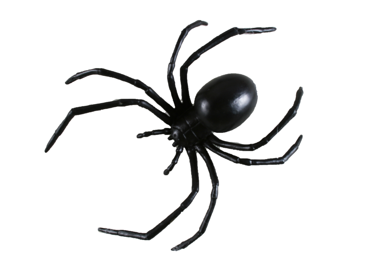 Animated Spider Pictures