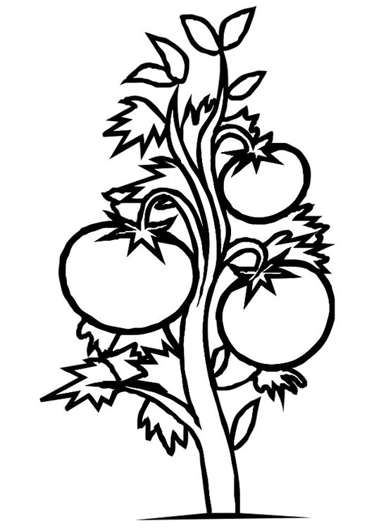 Coloring Pages Parts Of A Flower