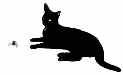 Black cats, Spider and Animated gif