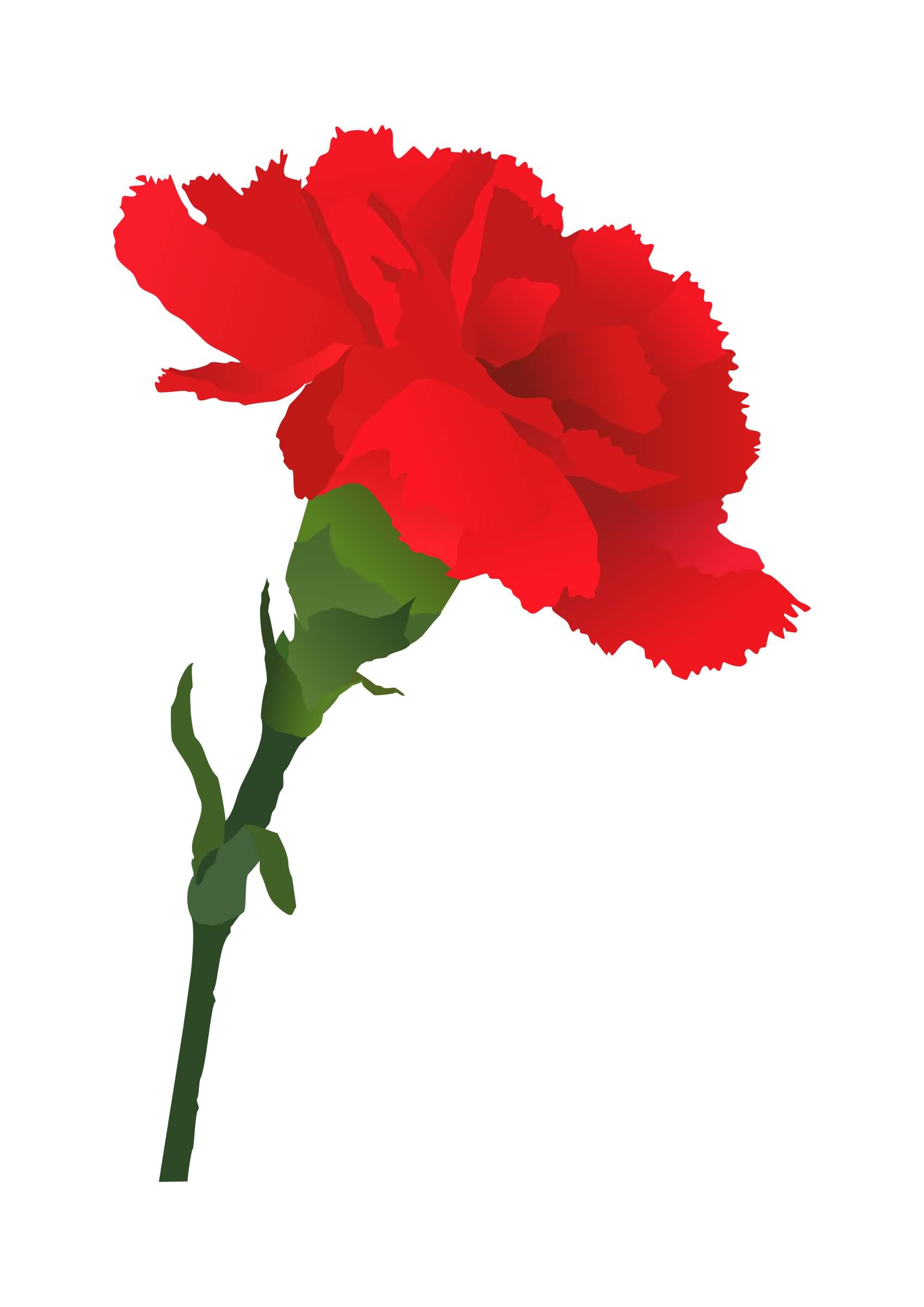 45+ Wonderful Carnation Flowers For Bride | Golfian.com