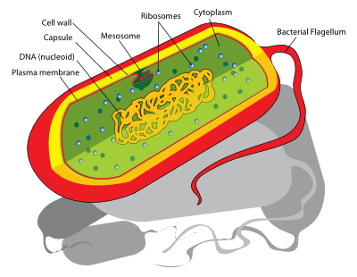 CBSE Class 9 Science prokaryotic cell