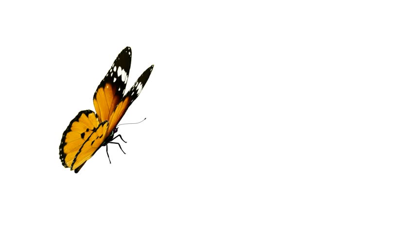 Butterfly Animation Stock Footage Video 159100 - Shutterstock