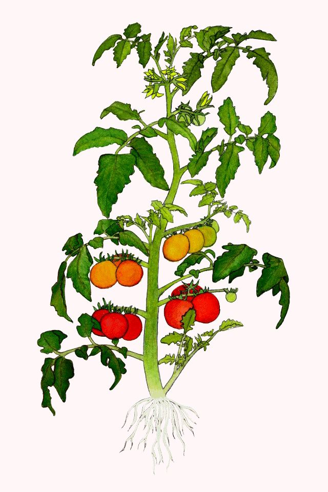 Tomato Plant Drawing - ClipArt Best