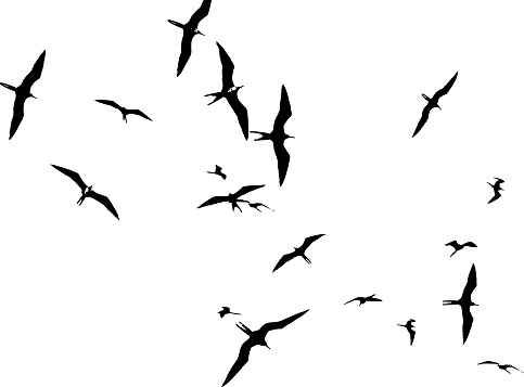 Flock Of Birds Clip Art, Vector Images & Illustrations