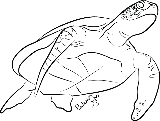 Line Drawing Turtle : Turtle line art clipart best