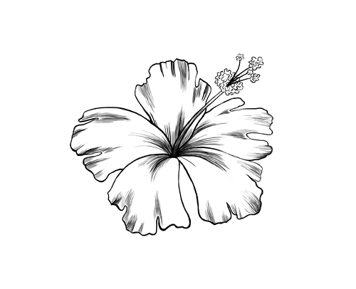 Flower drawing, black and white
