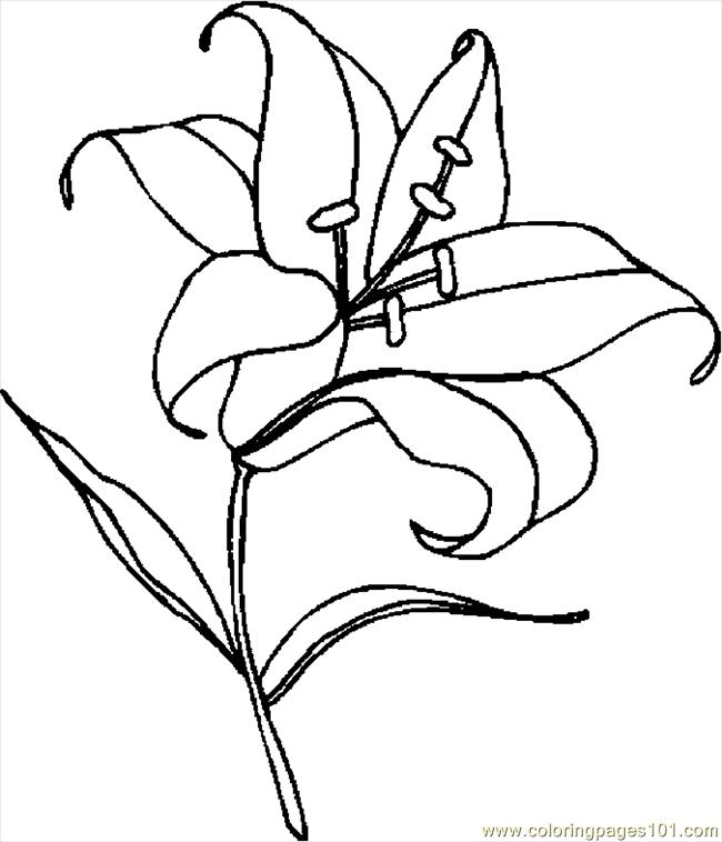 Line Art Lily : Easter lily line drawing clipart best