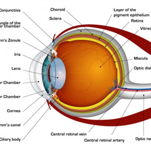 Parts Of The Human Eye Diagram - Human Anatomy Body Human Eye ...