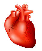 Human heart, eps10 - Free Clipart Images