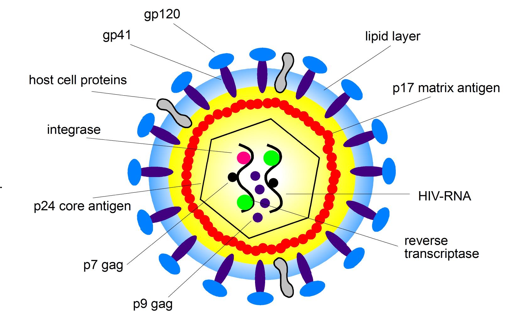 Hepatitis A Virus Structure - Health, Medicine and Anatomy ...