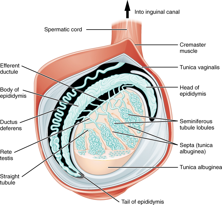 27.1 Anatomy and Physiology of the Male Reproductive System ...