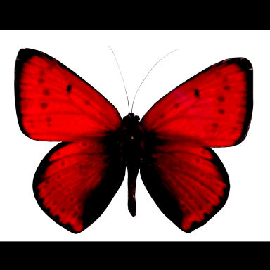 Beauty Butterfly: Red Butterfly