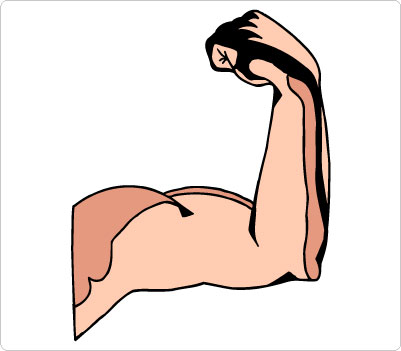 Muscle Clipart