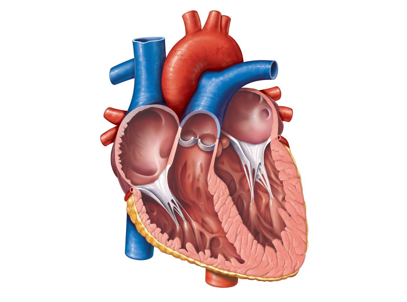 Heart Anatomy Unlabeled - ClipArt Best