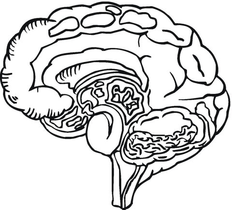 Brain Coloring Page #27158