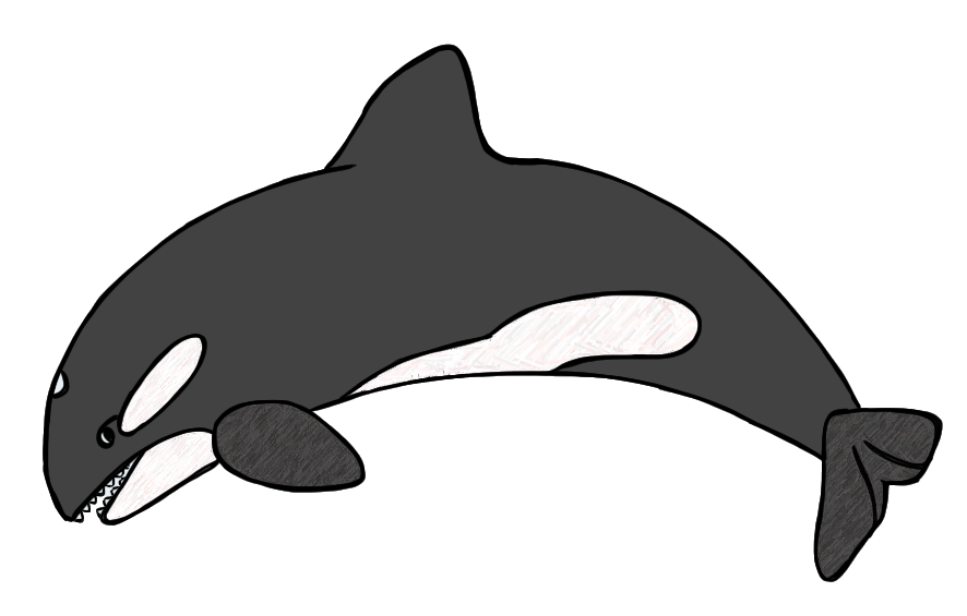 Killer Whale Clipart - Tumundografico