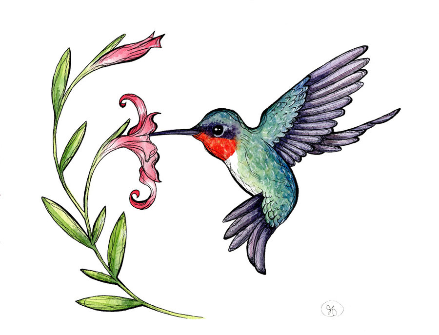 Hummingbird humming bird drawings clipart image #19382