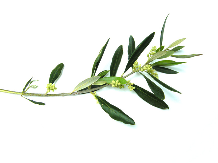 Olive Branch image - vector clip art online, royalty free & public ...