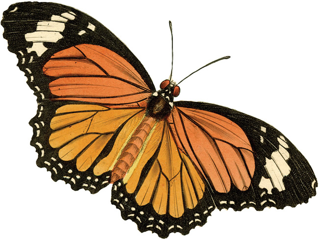 free clip art of monarch butterfly - photo #19