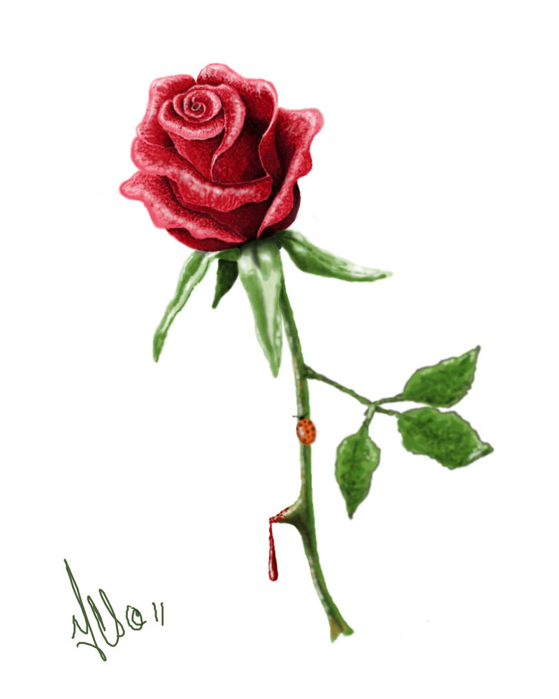 Rose With Stem Drawing