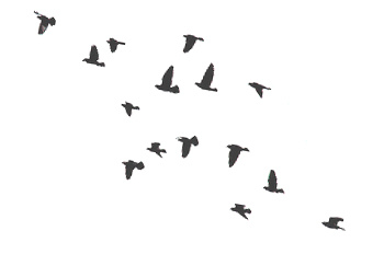 Pics For > Bird Flock Silhouette Tattoo