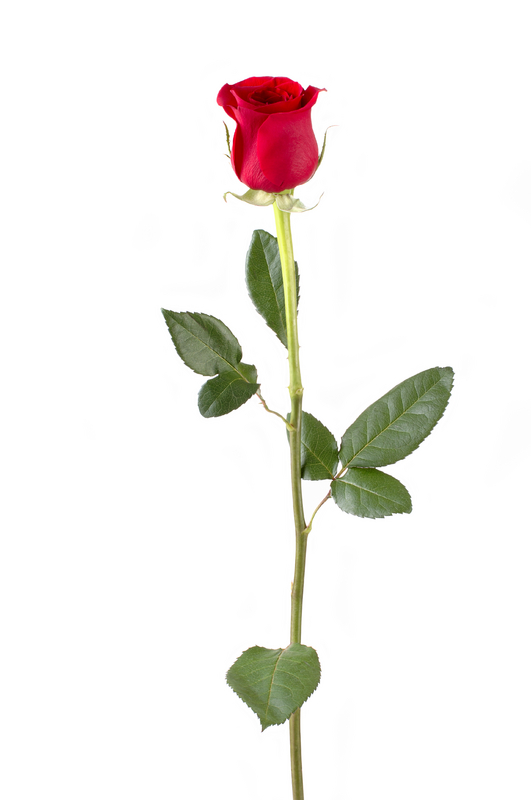 single long stem rose clipart best single long stem rose clipart best