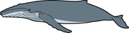 Search Results for humpback whale Pictures - Graphics ...