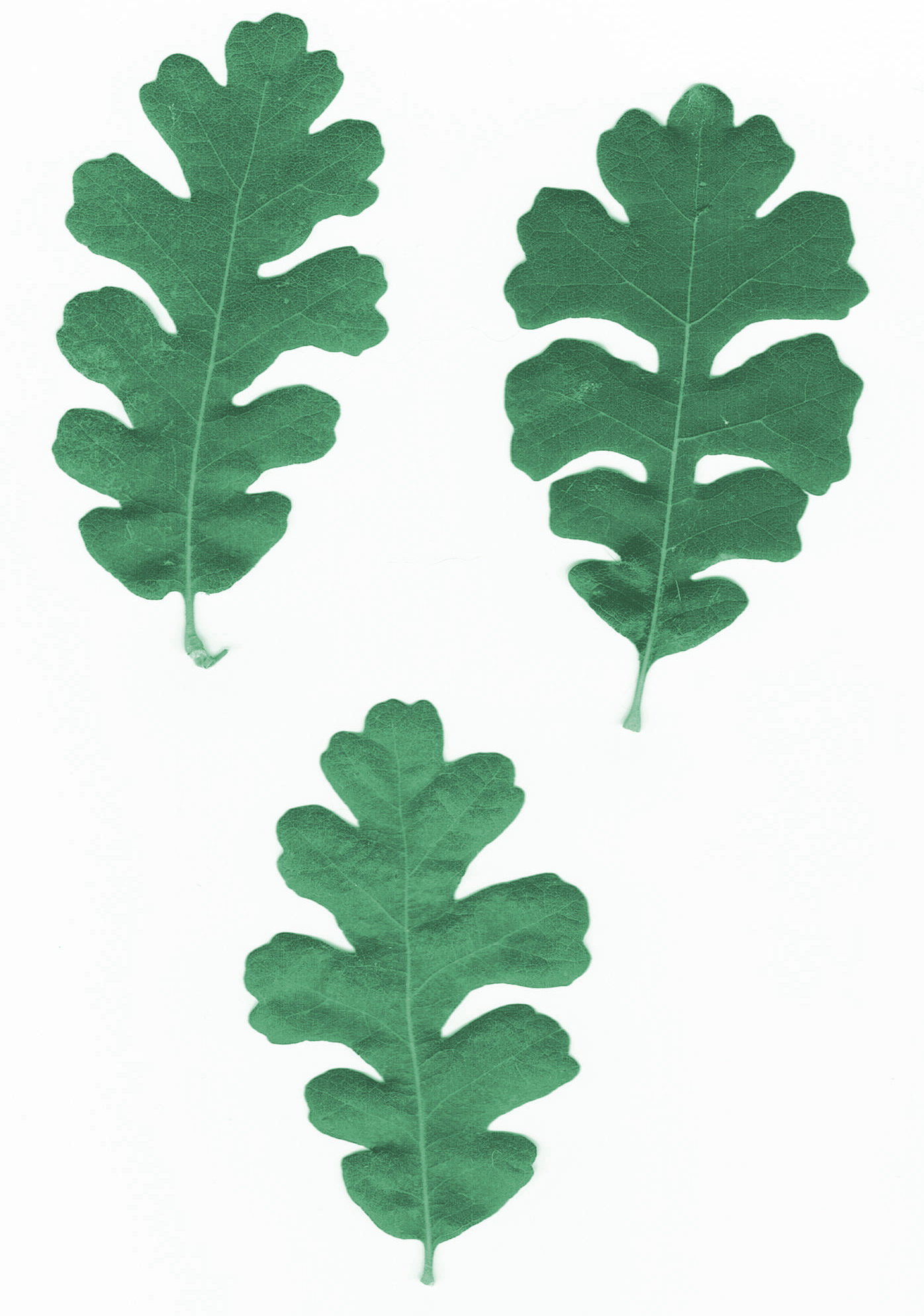clip art oak leaf silhouette - photo #21